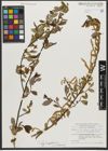 Foto von Salix triandra subsp. amygdalina (L.) Schübl. & G. Martens